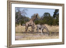 Southern Giraffe (Giraffa Camelopardalis), Khwai Concession, Okavango Delta, Botswana, Africa-Sergio Pitamitz-Framed Photographic Print