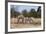 Southern Giraffe (Giraffa Camelopardalis), Khwai Concession, Okavango Delta, Botswana, Africa-Sergio Pitamitz-Framed Photographic Print