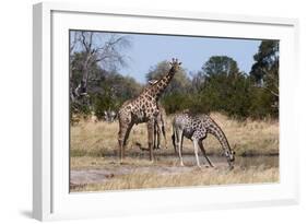 Southern Giraffe (Giraffa Camelopardalis), Khwai Concession, Okavango Delta, Botswana, Africa-Sergio Pitamitz-Framed Photographic Print