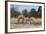 Southern Giraffe (Giraffa Camelopardalis), Khwai Concession, Okavango Delta, Botswana, Africa-Sergio Pitamitz-Framed Photographic Print