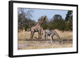 Southern Giraffe (Giraffa Camelopardalis), Khwai Concession, Okavango Delta, Botswana, Africa-Sergio Pitamitz-Framed Photographic Print