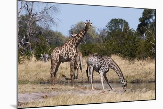 Southern Giraffe (Giraffa Camelopardalis), Khwai Concession, Okavango Delta, Botswana, Africa-Sergio Pitamitz-Mounted Photographic Print