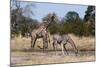 Southern Giraffe (Giraffa Camelopardalis), Khwai Concession, Okavango Delta, Botswana, Africa-Sergio Pitamitz-Mounted Photographic Print