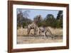 Southern Giraffe (Giraffa Camelopardalis), Khwai Concession, Okavango Delta, Botswana, Africa-Sergio Pitamitz-Framed Photographic Print