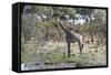 Southern Giraffe (Giraffa Camelopardalis), Khwai Concession, Okavango Delta, Botswana, Africa-Sergio Pitamitz-Framed Stretched Canvas