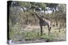 Southern Giraffe (Giraffa Camelopardalis), Khwai Concession, Okavango Delta, Botswana, Africa-Sergio Pitamitz-Stretched Canvas