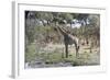 Southern Giraffe (Giraffa Camelopardalis), Khwai Concession, Okavango Delta, Botswana, Africa-Sergio Pitamitz-Framed Photographic Print