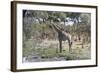 Southern Giraffe (Giraffa Camelopardalis), Khwai Concession, Okavango Delta, Botswana, Africa-Sergio Pitamitz-Framed Photographic Print