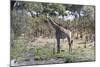 Southern Giraffe (Giraffa Camelopardalis), Khwai Concession, Okavango Delta, Botswana, Africa-Sergio Pitamitz-Mounted Photographic Print