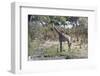Southern Giraffe (Giraffa Camelopardalis), Khwai Concession, Okavango Delta, Botswana, Africa-Sergio Pitamitz-Framed Photographic Print