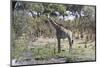 Southern Giraffe (Giraffa Camelopardalis), Khwai Concession, Okavango Delta, Botswana, Africa-Sergio Pitamitz-Mounted Photographic Print