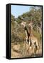 Southern Giraffe (Giraffa Camelopardalis), Mala Mala Game Reserve, South Africa, Africa-Sergio-Framed Stretched Canvas