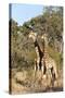 Southern Giraffe (Giraffa Camelopardalis), Mala Mala Game Reserve, South Africa, Africa-Sergio-Stretched Canvas