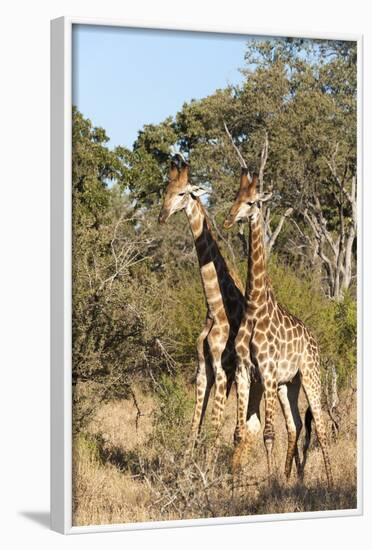 Southern Giraffe (Giraffa Camelopardalis), Mala Mala Game Reserve, South Africa, Africa-Sergio-Framed Photographic Print