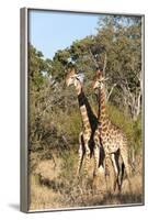 Southern Giraffe (Giraffa Camelopardalis), Mala Mala Game Reserve, South Africa, Africa-Sergio-Framed Photographic Print