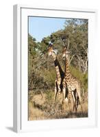 Southern Giraffe (Giraffa Camelopardalis), Mala Mala Game Reserve, South Africa, Africa-Sergio-Framed Photographic Print