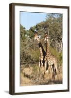 Southern Giraffe (Giraffa Camelopardalis), Mala Mala Game Reserve, South Africa, Africa-Sergio-Framed Photographic Print