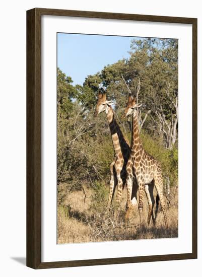 Southern Giraffe (Giraffa Camelopardalis), Mala Mala Game Reserve, South Africa, Africa-Sergio-Framed Photographic Print