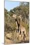 Southern Giraffe (Giraffa Camelopardalis), Mala Mala Game Reserve, South Africa, Africa-Sergio-Mounted Photographic Print