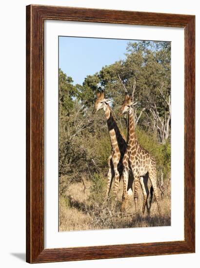 Southern Giraffe (Giraffa Camelopardalis), Mala Mala Game Reserve, South Africa, Africa-Sergio-Framed Photographic Print