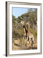 Southern Giraffe (Giraffa Camelopardalis), Mala Mala Game Reserve, South Africa, Africa-Sergio-Framed Photographic Print