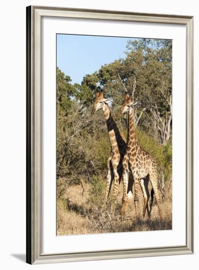 Southern Giraffe (Giraffa Camelopardalis), Mala Mala Game Reserve, South Africa, Africa-Sergio-Framed Photographic Print