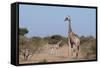 Southern Giraffe (Giraffa Camelopardalis), Mashatu Game Reserve, Botswana, Africa-Sergio-Framed Stretched Canvas