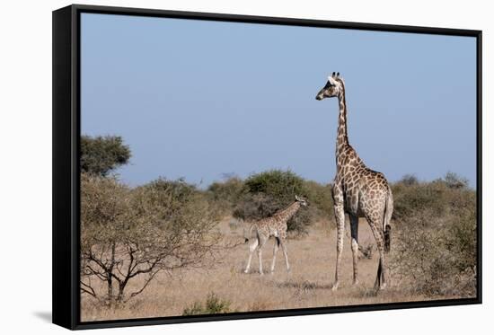 Southern Giraffe (Giraffa Camelopardalis), Mashatu Game Reserve, Botswana, Africa-Sergio-Framed Stretched Canvas