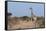 Southern Giraffe (Giraffa Camelopardalis), Mashatu Game Reserve, Botswana, Africa-Sergio-Framed Stretched Canvas