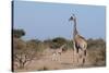 Southern Giraffe (Giraffa Camelopardalis), Mashatu Game Reserve, Botswana, Africa-Sergio-Stretched Canvas