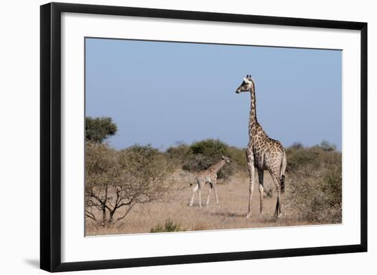 Southern Giraffe (Giraffa Camelopardalis), Mashatu Game Reserve, Botswana, Africa-Sergio-Framed Photographic Print