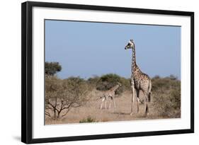 Southern Giraffe (Giraffa Camelopardalis), Mashatu Game Reserve, Botswana, Africa-Sergio-Framed Photographic Print