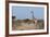 Southern Giraffe (Giraffa Camelopardalis), Mashatu Game Reserve, Botswana, Africa-Sergio-Framed Photographic Print