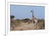 Southern Giraffe (Giraffa Camelopardalis), Mashatu Game Reserve, Botswana, Africa-Sergio-Framed Photographic Print