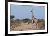 Southern Giraffe (Giraffa Camelopardalis), Mashatu Game Reserve, Botswana, Africa-Sergio-Framed Photographic Print