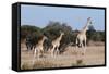 Southern Giraffe (Giraffa Camelopardalis), Mashatu Game Reserve, Botswana, Africa-Sergio-Framed Stretched Canvas