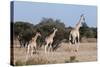 Southern Giraffe (Giraffa Camelopardalis), Mashatu Game Reserve, Botswana, Africa-Sergio-Stretched Canvas