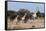 Southern Giraffe (Giraffa Camelopardalis), Mashatu Game Reserve, Botswana, Africa-Sergio-Framed Stretched Canvas