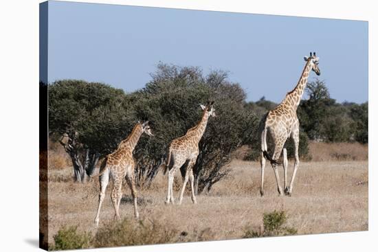 Southern Giraffe (Giraffa Camelopardalis), Mashatu Game Reserve, Botswana, Africa-Sergio-Stretched Canvas