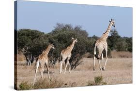 Southern Giraffe (Giraffa Camelopardalis), Mashatu Game Reserve, Botswana, Africa-Sergio-Stretched Canvas