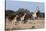 Southern Giraffe (Giraffa Camelopardalis), Mashatu Game Reserve, Botswana, Africa-Sergio-Stretched Canvas