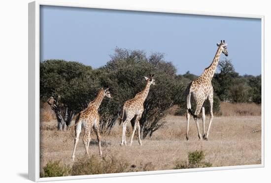 Southern Giraffe (Giraffa Camelopardalis), Mashatu Game Reserve, Botswana, Africa-Sergio-Framed Photographic Print