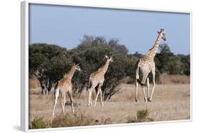 Southern Giraffe (Giraffa Camelopardalis), Mashatu Game Reserve, Botswana, Africa-Sergio-Framed Photographic Print