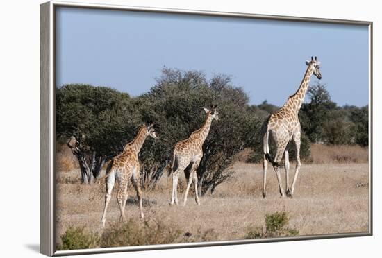 Southern Giraffe (Giraffa Camelopardalis), Mashatu Game Reserve, Botswana, Africa-Sergio-Framed Photographic Print