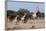 Southern Giraffe (Giraffa Camelopardalis), Mashatu Game Reserve, Botswana, Africa-Sergio-Framed Photographic Print