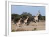 Southern Giraffe (Giraffa Camelopardalis), Mashatu Game Reserve, Botswana, Africa-Sergio-Framed Photographic Print