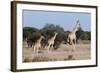 Southern Giraffe (Giraffa Camelopardalis), Mashatu Game Reserve, Botswana, Africa-Sergio-Framed Photographic Print