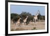 Southern Giraffe (Giraffa Camelopardalis), Mashatu Game Reserve, Botswana, Africa-Sergio-Framed Photographic Print