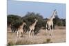 Southern Giraffe (Giraffa Camelopardalis), Mashatu Game Reserve, Botswana, Africa-Sergio-Mounted Photographic Print