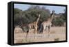 Southern Giraffe (Giraffa Camelopardalis), Mashatu Game Reserve, Botswana, Africa-Sergio-Framed Stretched Canvas